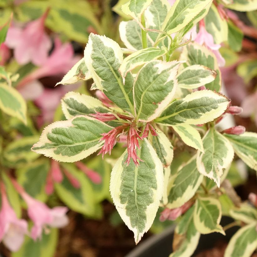 Weigela florida Magical Rainbow (Feuillage)