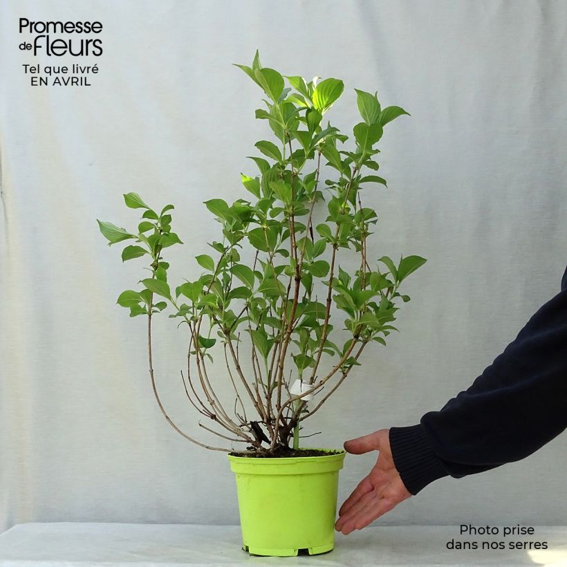 Spécimen de Weigela florida Marjorie Pot de 2L/3L tel que livré au printemps