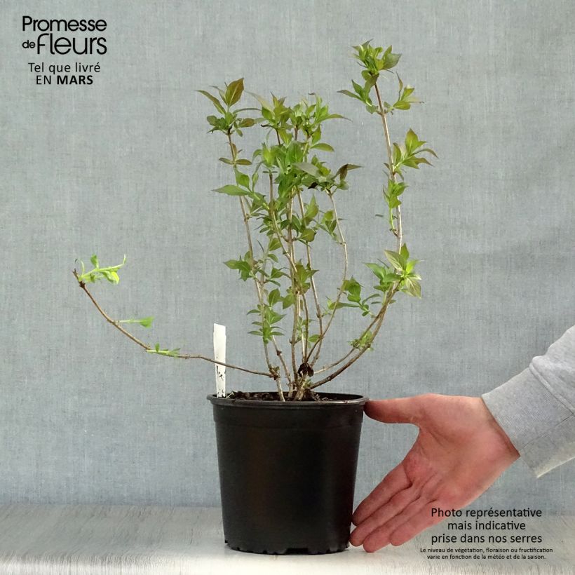 Spécimen de Weigela florida Minor Black Pot de 2L/3L tel que livré au printemps