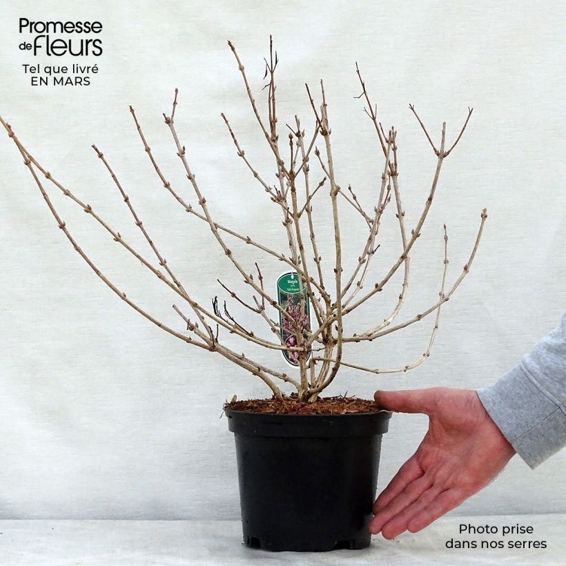 Example of Weigela florida Nana Purpurea - Weigélia pourpre nain  Pot de 3L/4L as you get in printemps