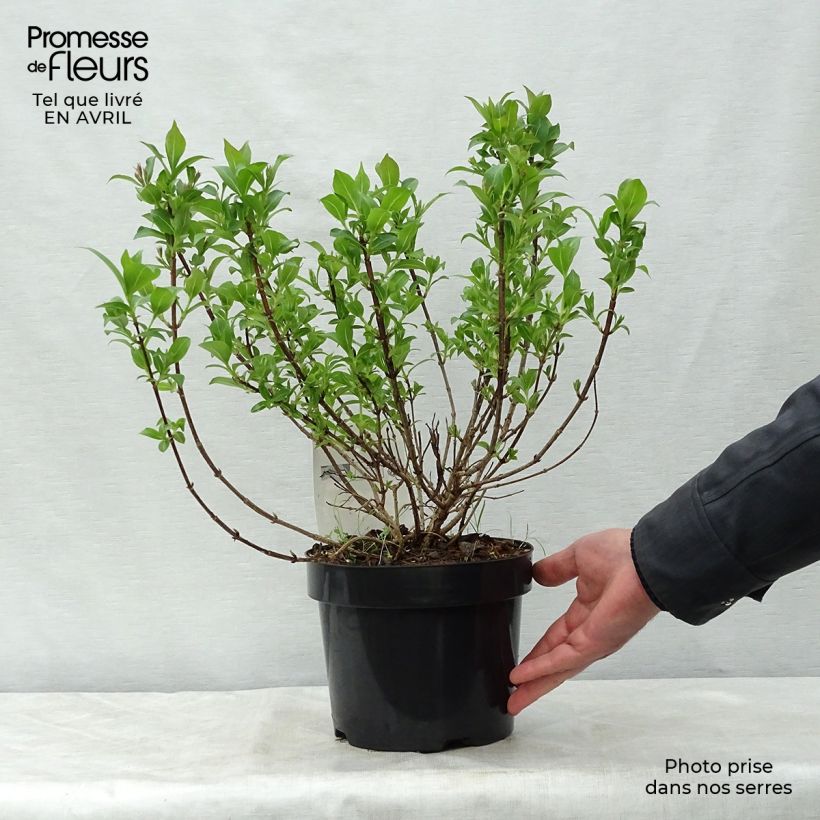 Spécimen de Weigela florida Pink Poppet Pot de 3L/4L tel que livré au printemps