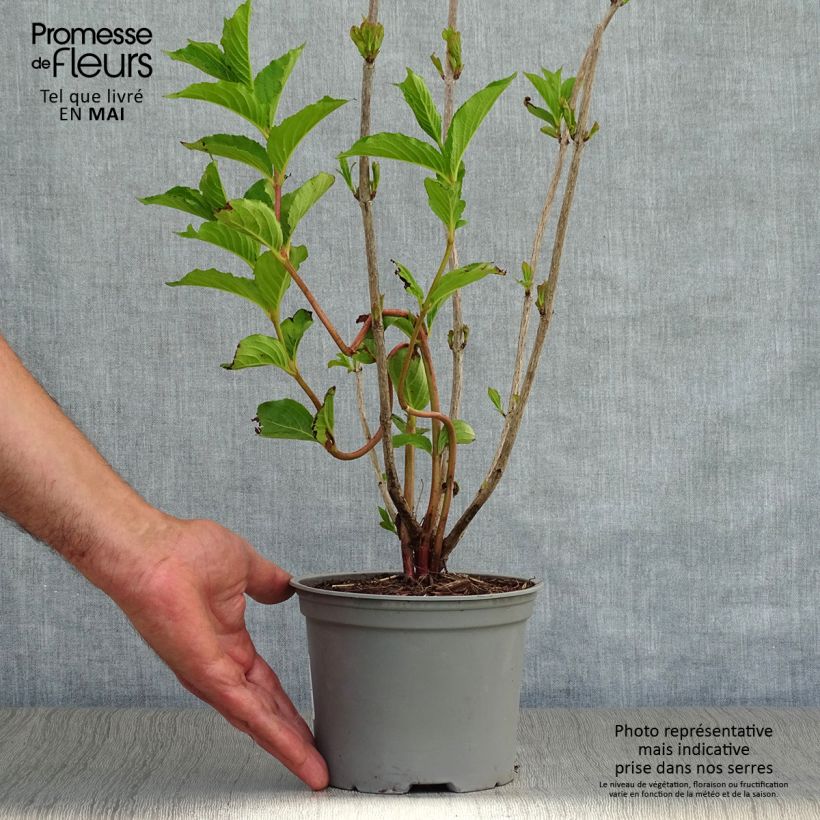 Example of Weigela florida Rosea - Weigélia Pot de 2L/3L as you get in printemps