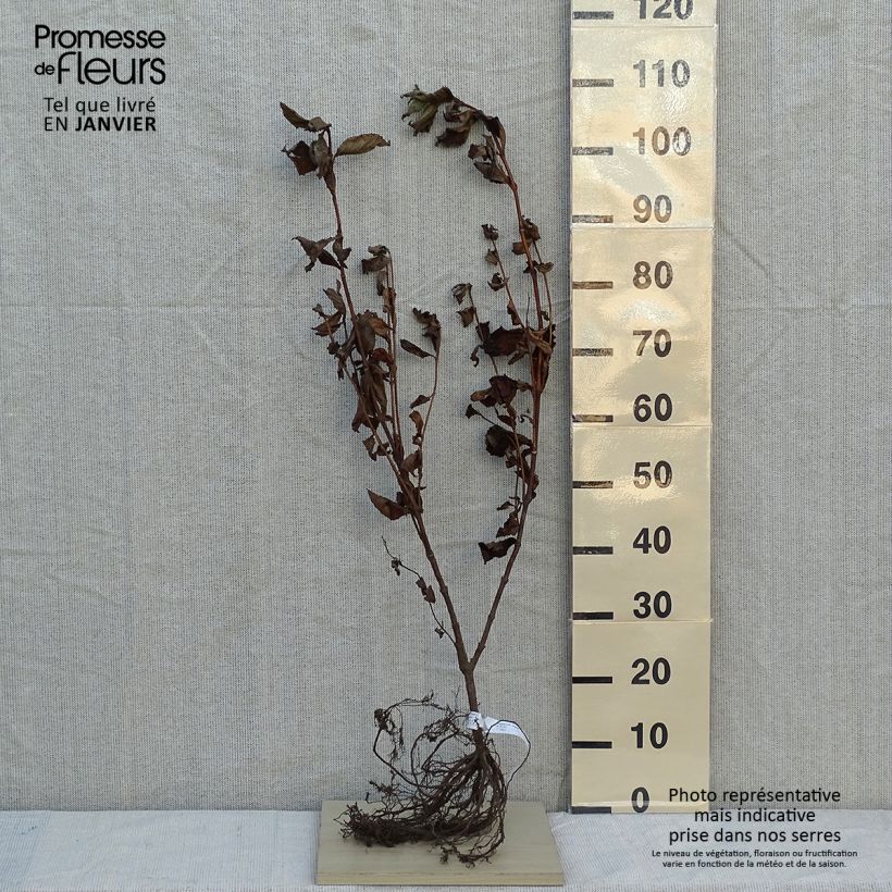 Example of Weigela florida Rosea - Weigélia Racines nues as you get in hiver