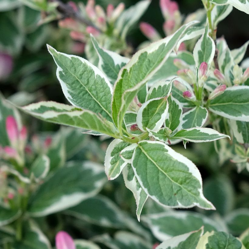 Weigela florida Variegata (Feuillage)