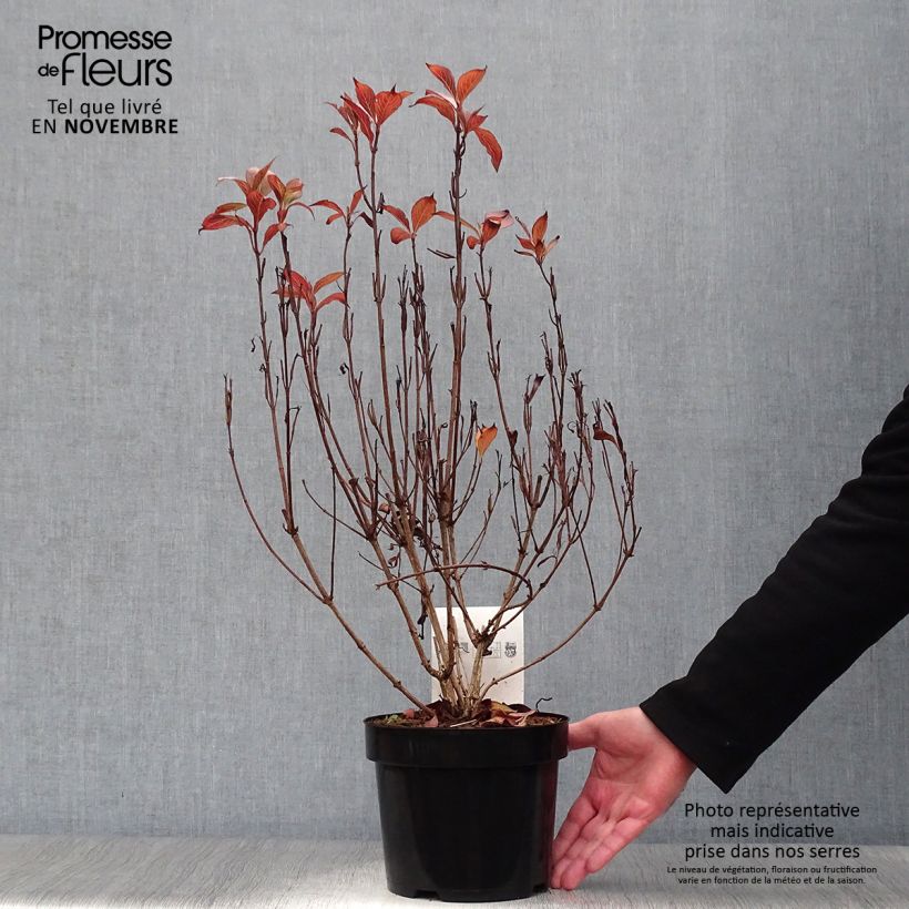 Spécimen de Weigela florida Victoria Pot de 2L/3L tel que livré en automne