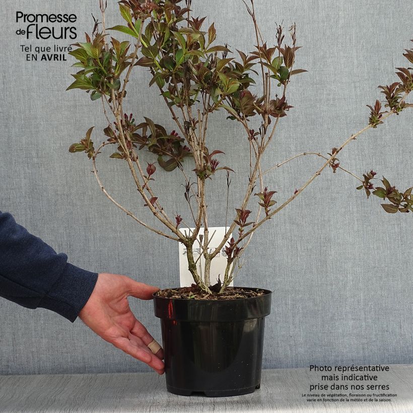 Spécimen de Weigela florida Victoria Pot de 2L/3L tel que livré au printemps
