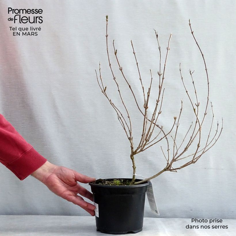 Spécimen de Weigela hybride Carnaval Pot de 3L/4L tel que livré au printemps