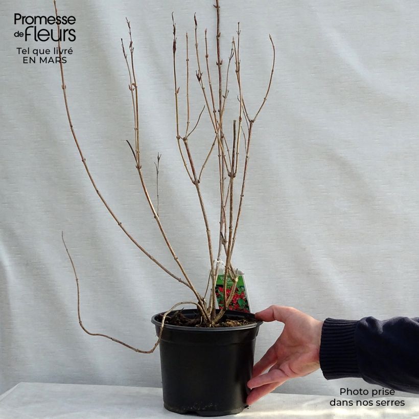 Spécimen de Weigela hybride Eva Rathke Pot de 2L/3L tel que livré au printemps