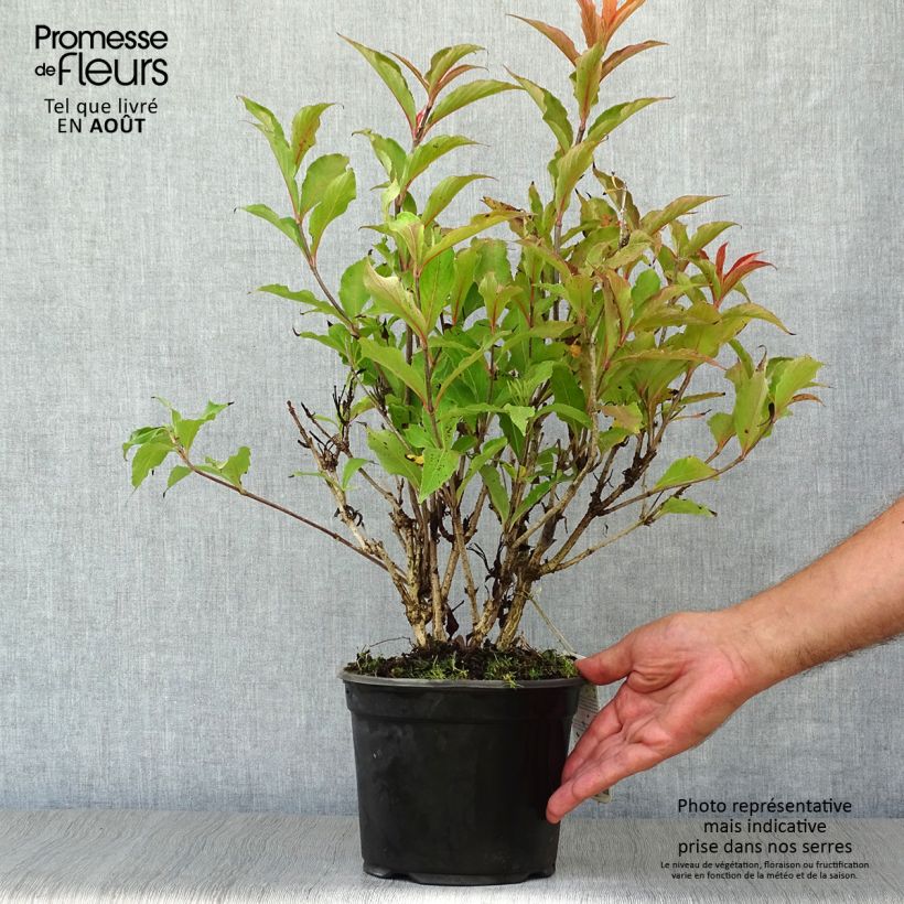 Spécimen de Weigela hybride Red Prince Pot de 2L/3L tel que livré en été