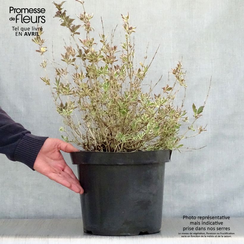 Spécimen de Weigelia florida Monet Verweig Pot de 7,5L/10L tel que livré au printemps