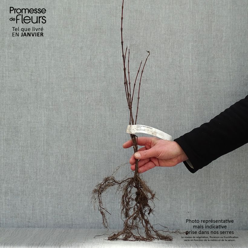 Spécimen de Weigelia florida Nana Variegata - Weigela panaché  Racines nues tel que livré en hiver