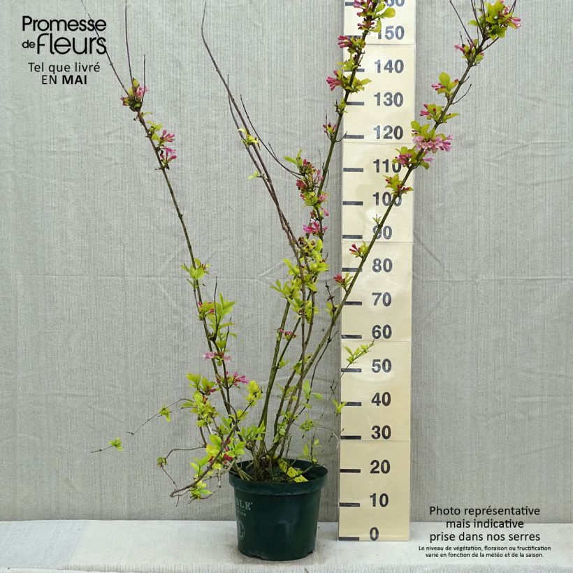 Spécimen de Weigelia florida Polka - Weigela nain Pot de 7,5L/10L tel que livré au printemps