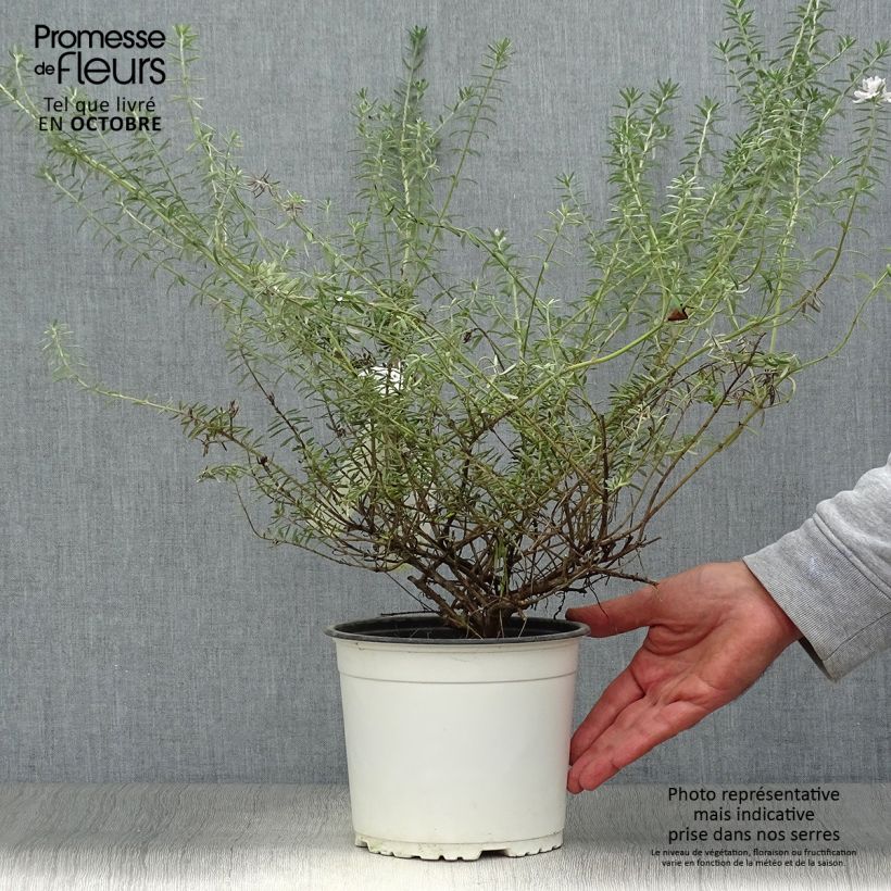 Spécimen de Westringia fruticosa Blanc - Romarin d'Australie Pot de 2L/3L tel que livré en automne
