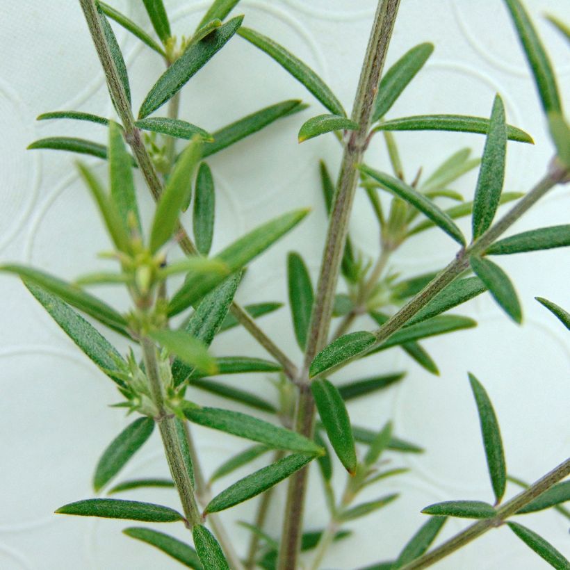 Westringia fruticosa - Romarin d'Australie (Foliage)