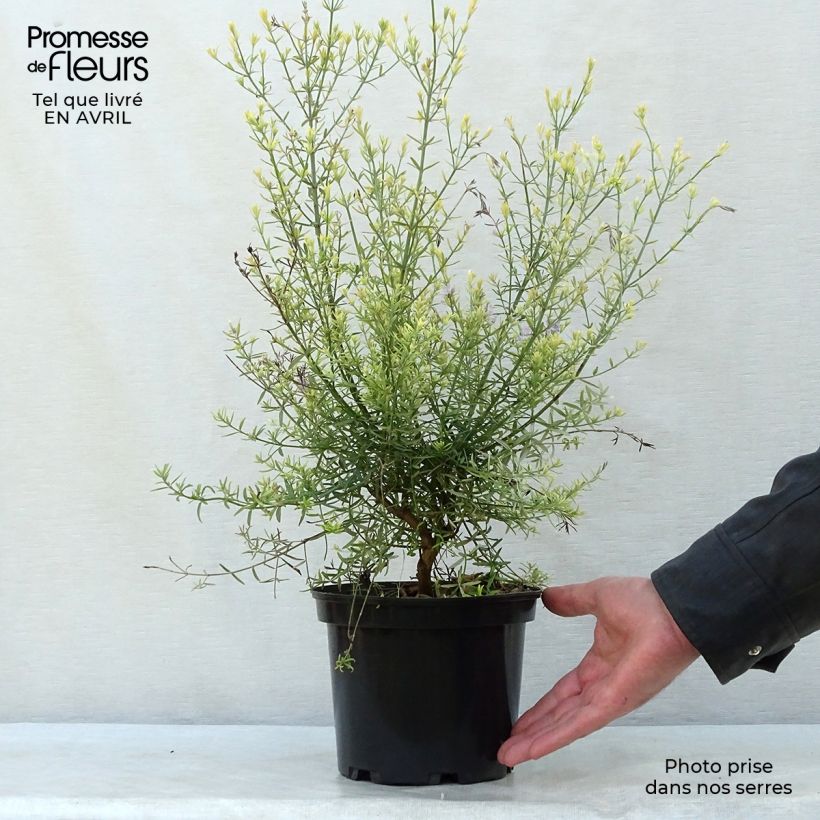 Example of Westringia fruticosa - Romarin d'Australie Pot de 2L/3L as you get in printemps