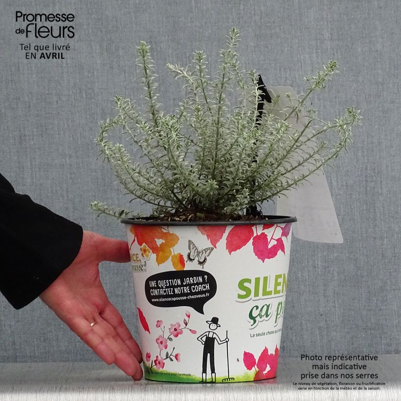 Spécimen de Westringia fruticosa Smookie - Romarin d'Australie Pot de 3L/4L tel que livré au printemps