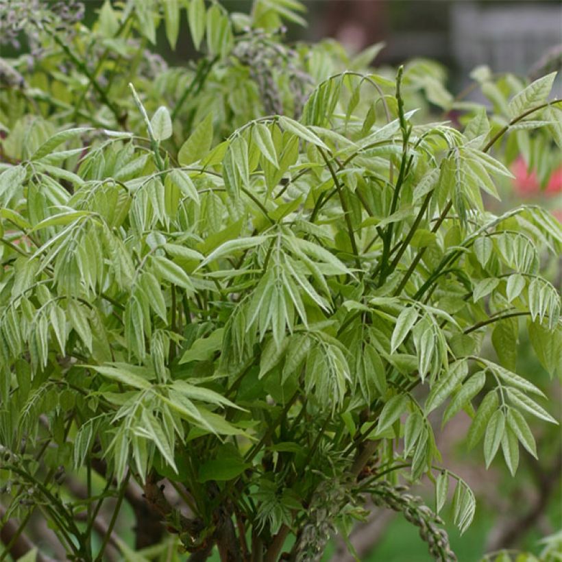 Glycine du Japon - Wisteria floribunda Macrobotrys (Foliage)