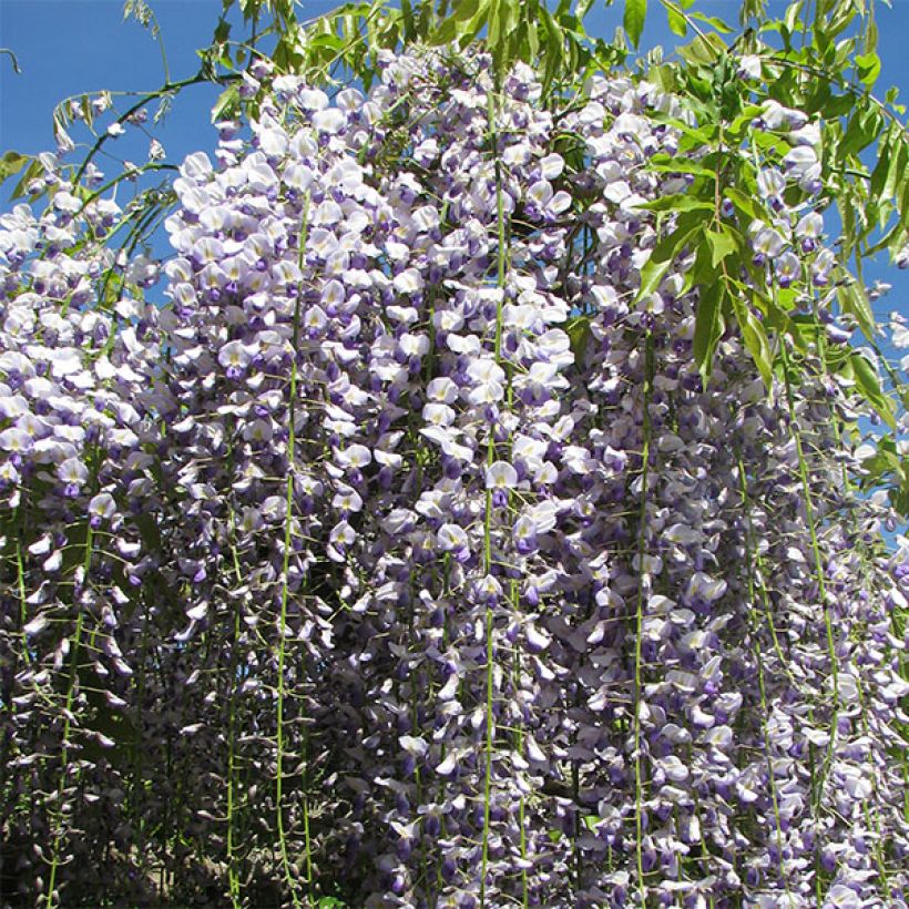 Glycine du Japon - Wisteria floribunda Macrobotrys (Flowering)