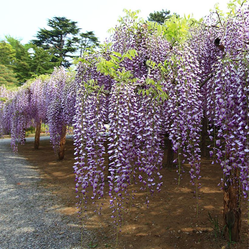 Glycine du Japon - Wisteria floribunda Macrobotrys (Plant habit)