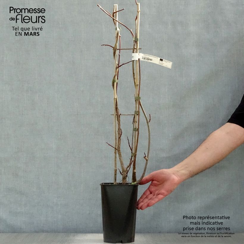 Spécimen de Wisteria frutescens Amethyst Falls - Glycine d'Amérique  Pot de 3L/4L, Plant issu de bouture tel que livré au printemps