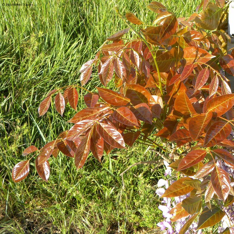 Glycine de Chine Blue Line - Wisteria sinensis (Foliage)