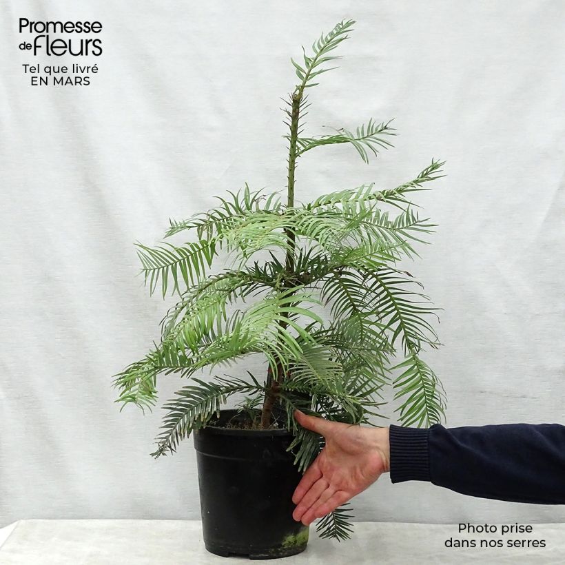Example of Wollemia nobilis - Pin de Wollemi Pot de 6L/7L as you get in printemps