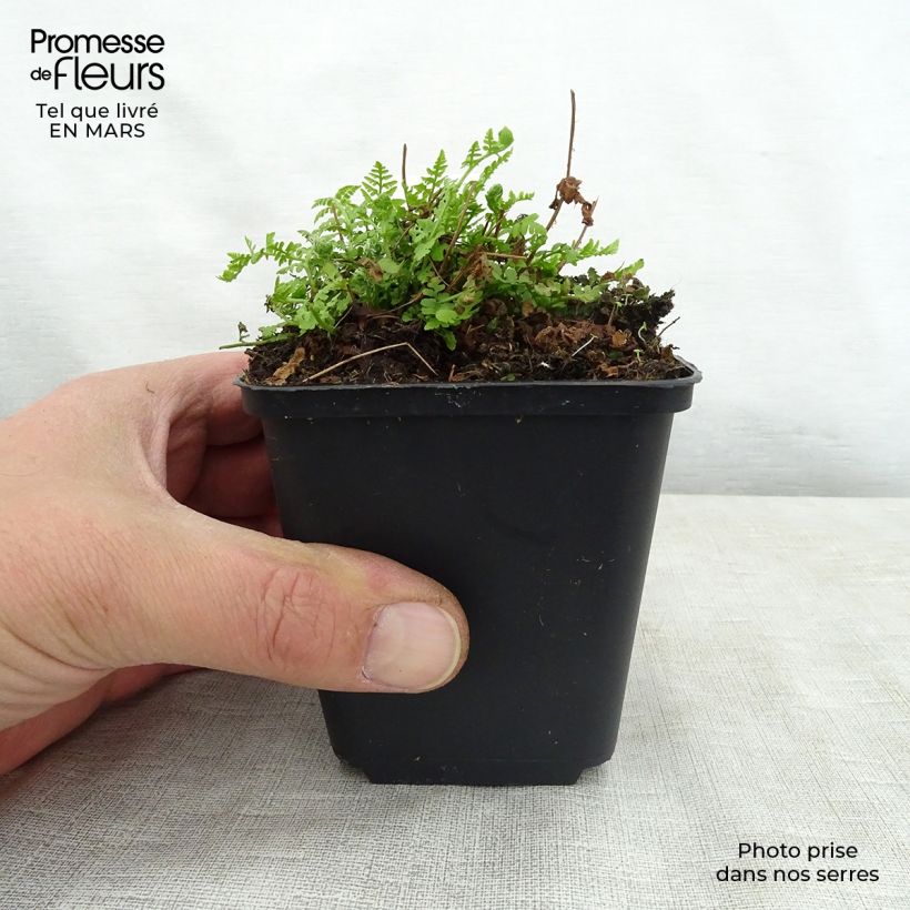 Spécimen de Woodsia obtusa - Fougère Godet de 8/9 cm tel que livré au printemps
