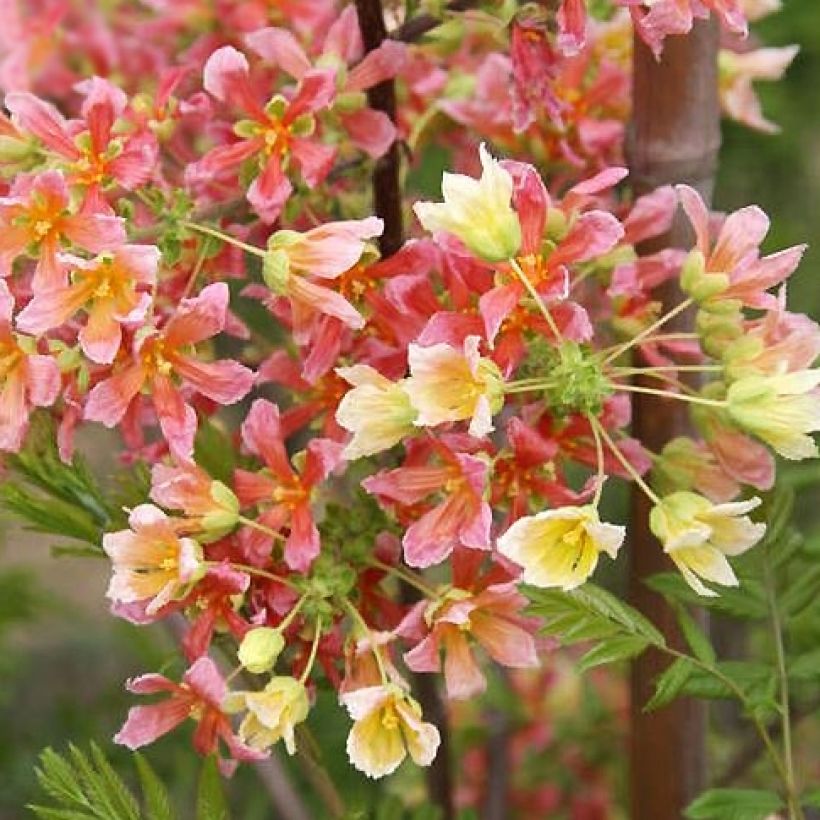 Xanthoceras sorbifolium Happy Orange - Xanthocère à feuilles de sorbier (Floraison)