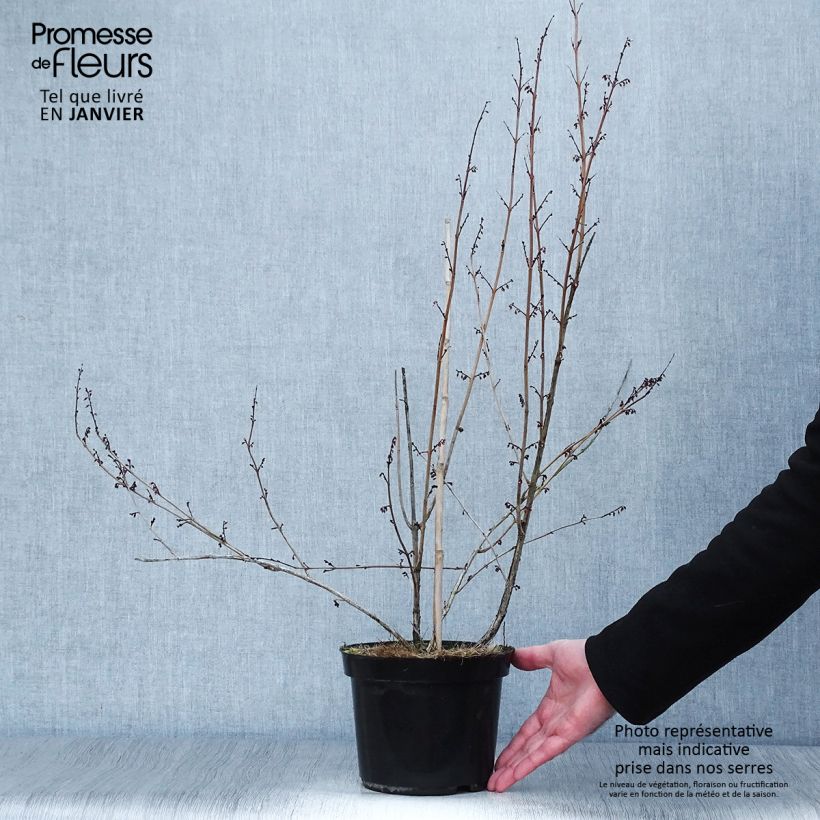 Spécimen de Xanthorhiza simplicissima Pot de 2L/3L tel que livré en hiver