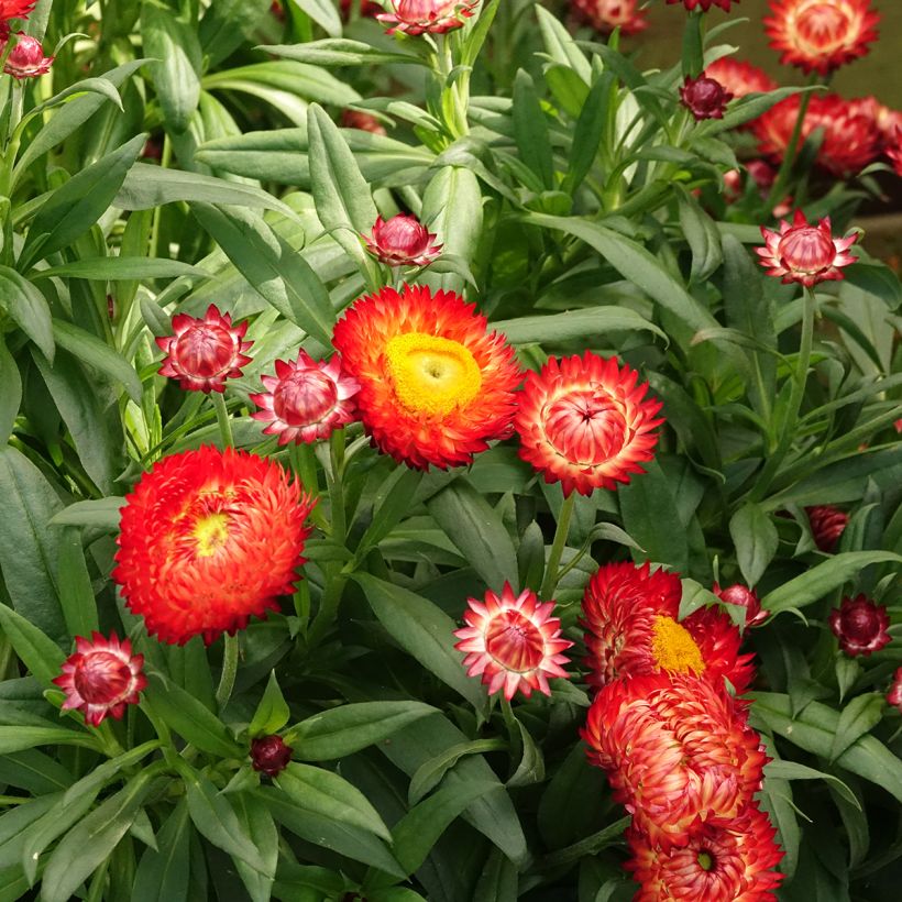 Xerochrysum Granvia Red Flame (Floraison)