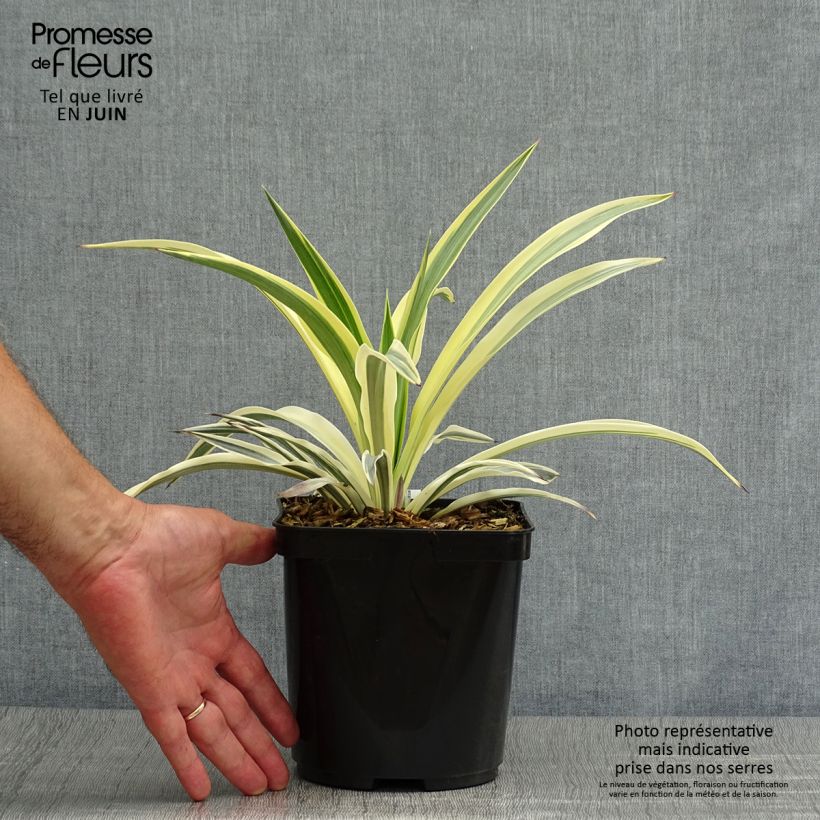 Spécimen de Yucca Bright Star - Yucca panaché Pot de 2L/3L tel que livré en été