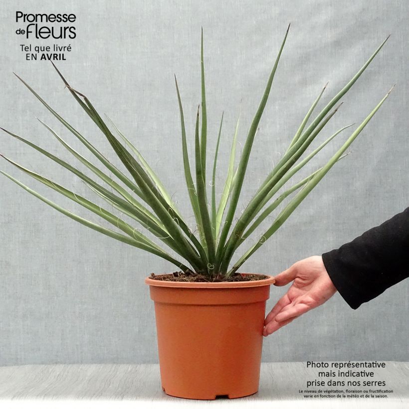 Spécimen de Yucca banane - Yucca baccata Pot de 7,5L/10L tel que livré au printemps