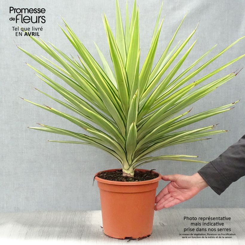 Spécimen de Yucca elephantipes Jewel - Yucca pied d'éléphant panaché Pot de 7,5L/10L tel que livré au printemps