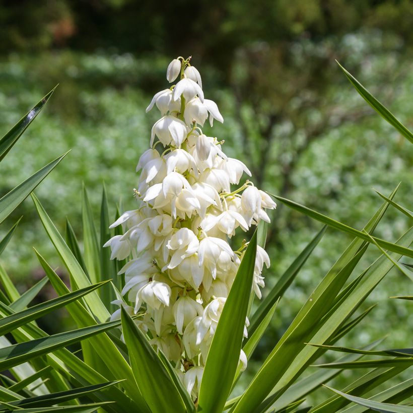 Yucca elephantipes - Yucca pied d'éléphant  (Flowering)