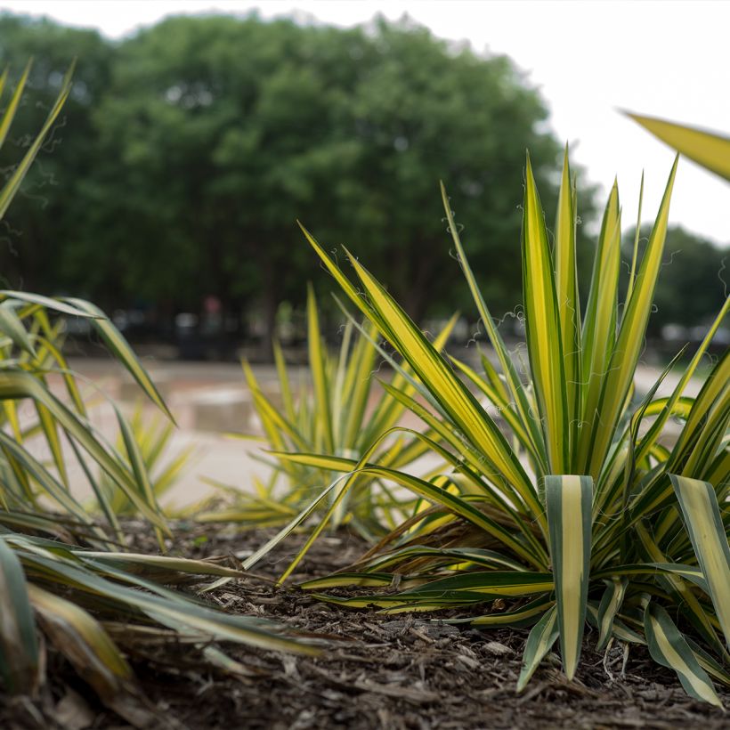 Yucca filamentosa Colour Guard - Yucca filamenteux panaché (Plant habit)