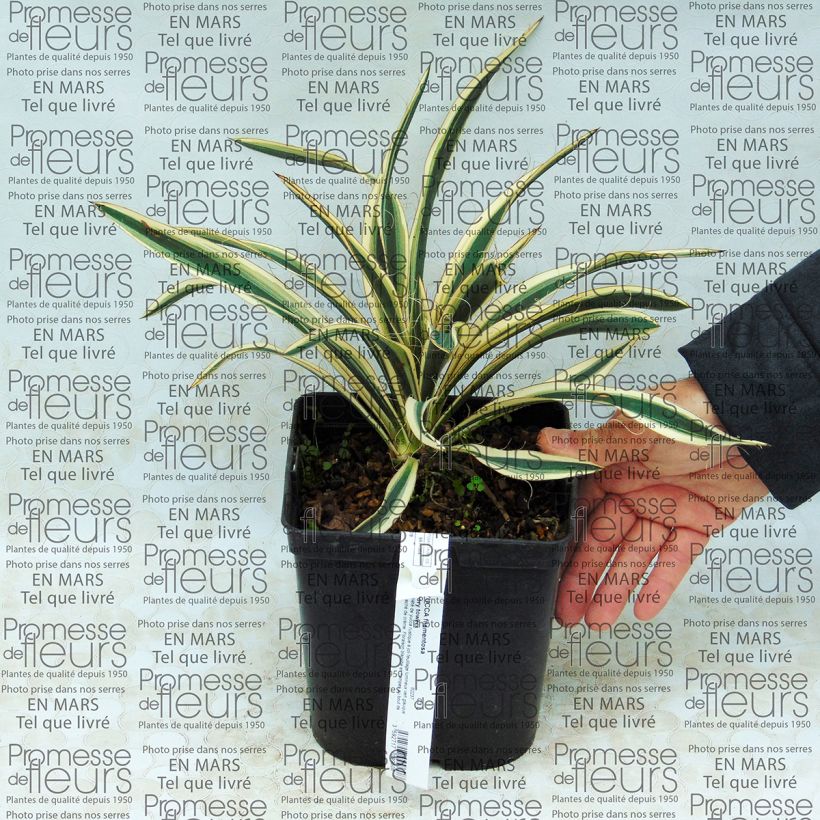 Exemple de spécimen de Yucca filamentosa Ivory Tower Pot de 2L/3L tel que livré