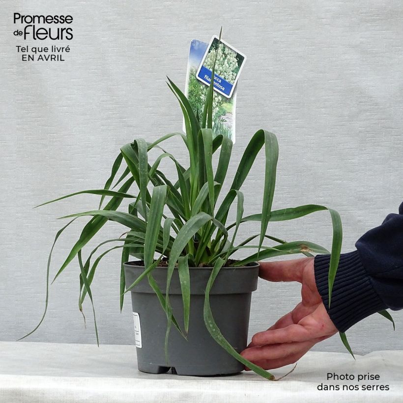 Example of Yucca filamentosa Pot de 2L/3L as you get in printemps