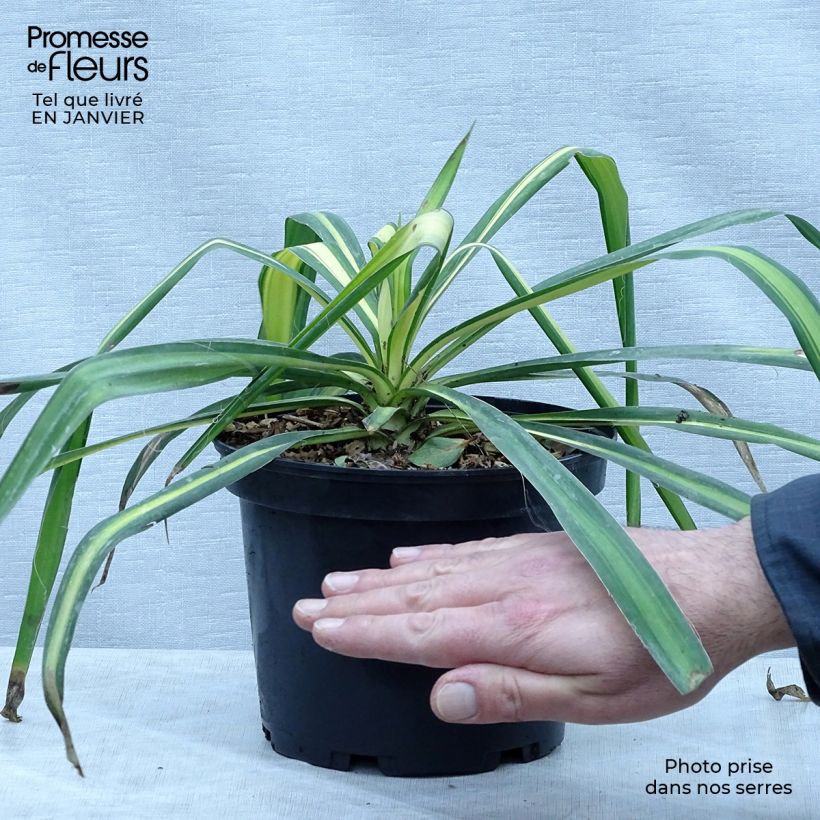 Example of Yucca flaccida Golden Sword Pot de 2L/3L as you get in hiver