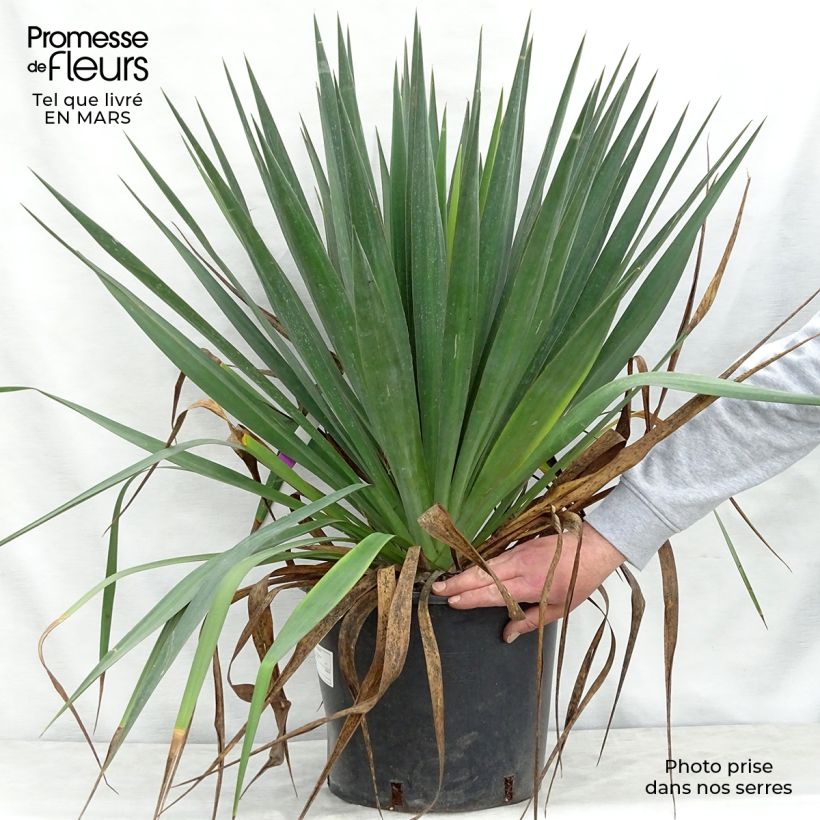 Spécimen de Yucca gloriosa - Dague espagnole Pot de 7,5L/10L tel que livré au printemps