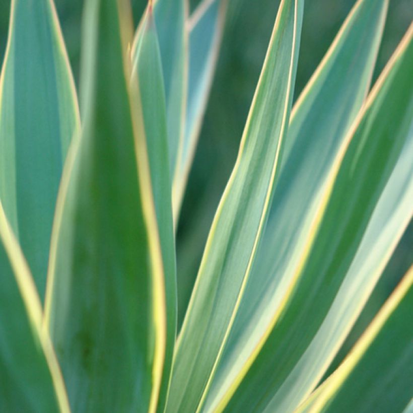 Yucca gloriosa Variegata - Dague espagnole (Foliage)