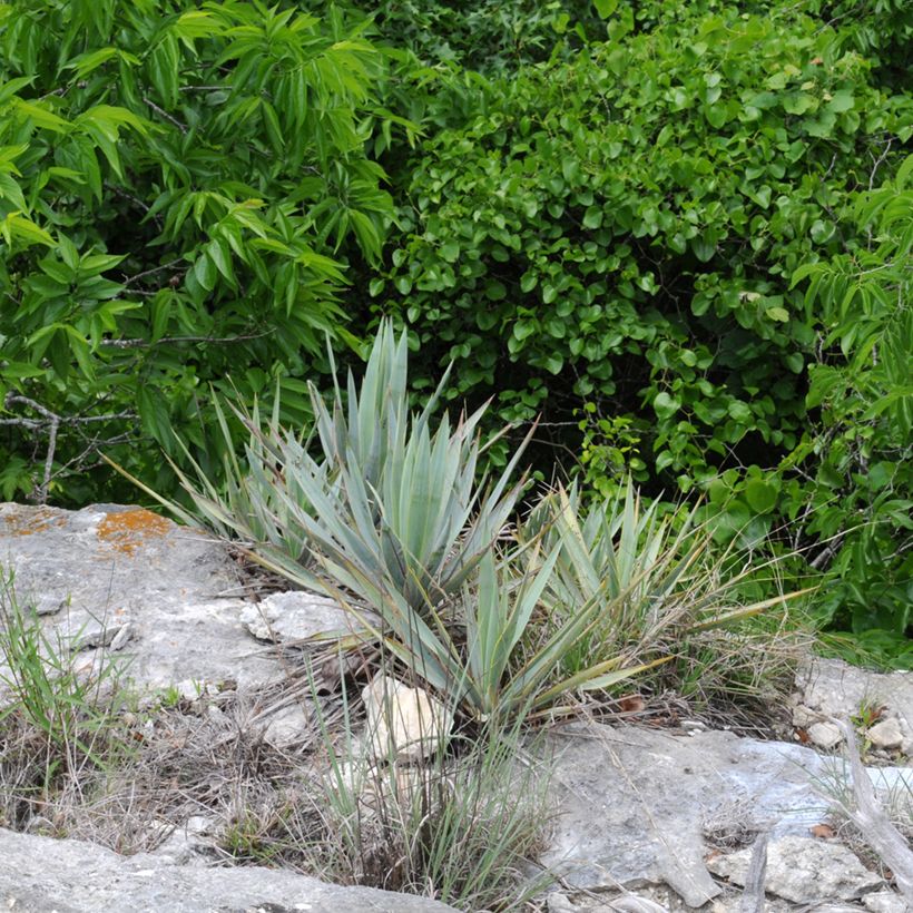 Yucca pallida (Port)