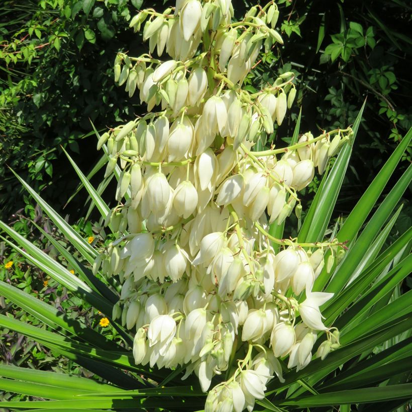 Yucca pallida (Floraison)