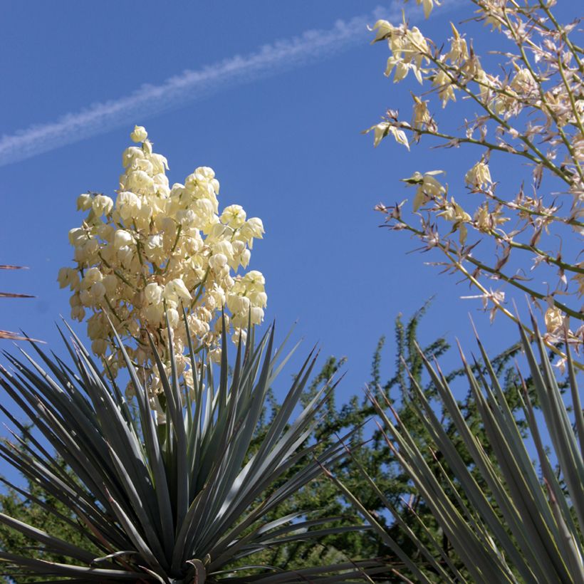 Yucca rigida Blue Sentry - Yucca sentinelle bleue (Floraison)