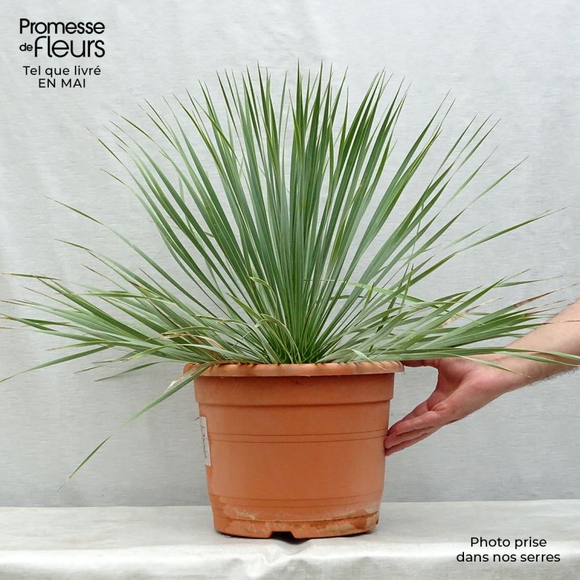Example of Yucca rostrata Pot de 12L/15L as you get in printemps