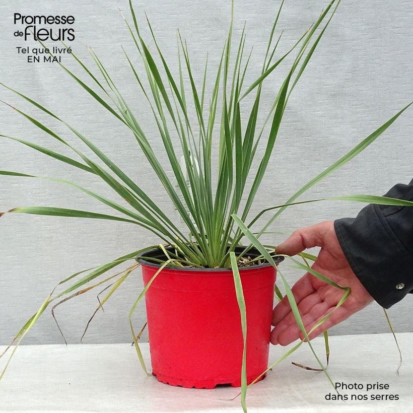 Example of Yucca rostrata Pot de 2L/3L as you get in printemps
