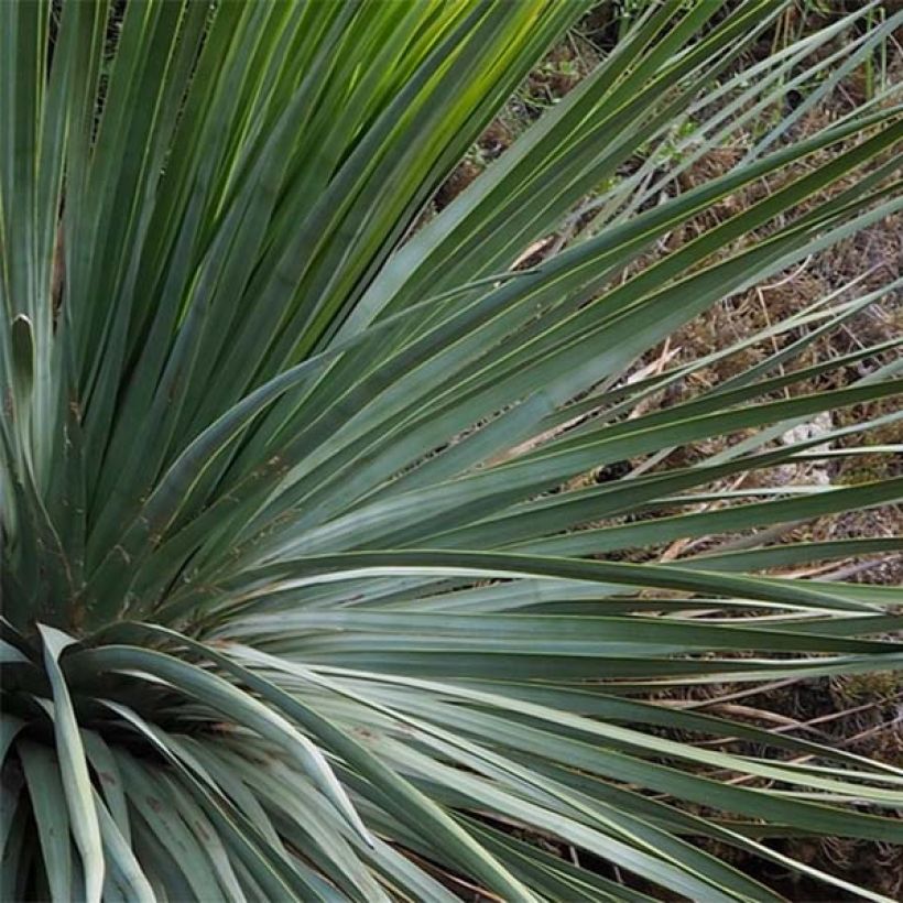 Yucca whipplei (Feuillage)