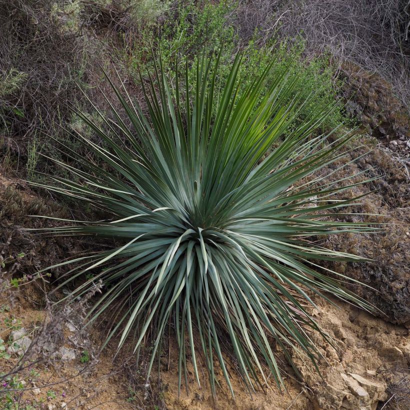 Yucca whipplei (Port)