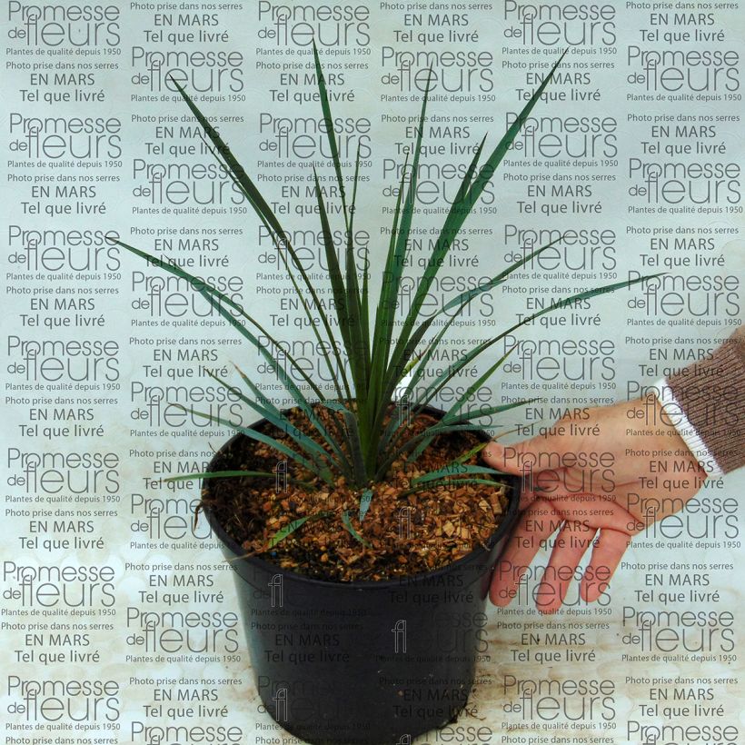 Exemple de spécimen de Yucca whipplei Pot de 7,5L/10L tel que livré