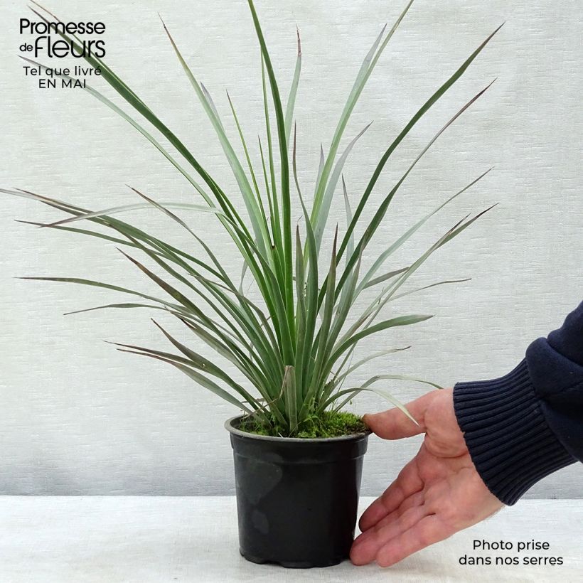 Spécimen de Yucca whipplei Pot de 12 cm / 13 cm tel que livré au printemps