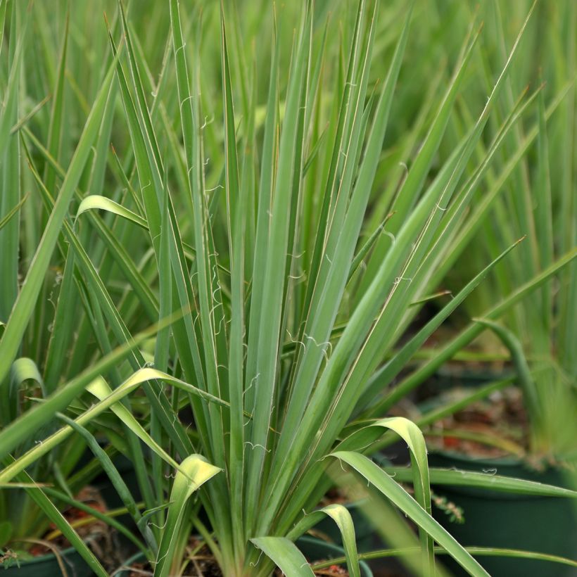Yucca filamentosa (Feuillage)